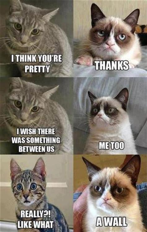 funny memes grumpy cat - Dump A Day