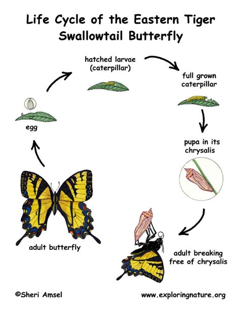 Swallowtail Butterfly Life Cycle