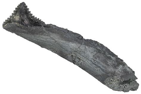 3.85" Bizarre Shark (Edestus) Jaw Section with Tooth - Carboniferous ...