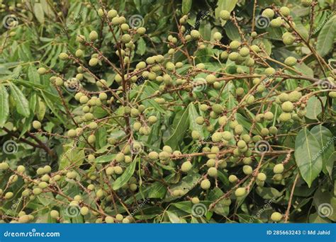 Longan Fruit on Tree in Farm Stock Image - Image of macro, longan ...