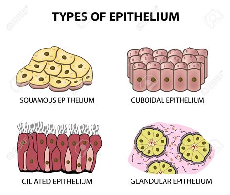 Types of Epithelial Tissues Class 9 - CBSE Class Notes Online ...