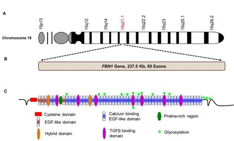 Schematic illustration of fibrillin-1 gene, its location on chromosome ...