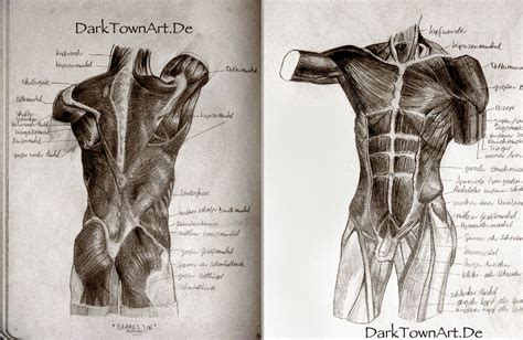 Sketchbook Classics Anatomy by ZombieSandwich on DeviantArt