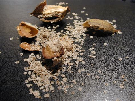 BUY PAULOWNIA TOMENTOSA SEED |The Garden of Eaden