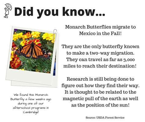 Facts About The Monarch Butterfly Migration In Mexico | blue monarch ...