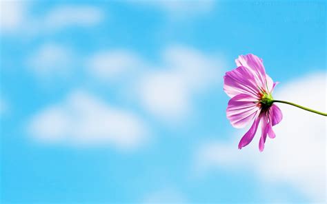 Flower Ppt Background