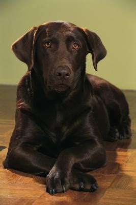 Facts About Chocolate Labradors - Pets