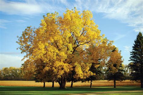 Walnut Tree Pictures, Information on the Walnut Tree Species