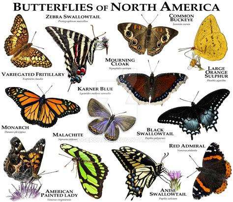 Butterflies of North America by rogerdhall on DeviantArt