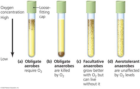 Determinging the Oxygen Requirements in Brothe Mediu