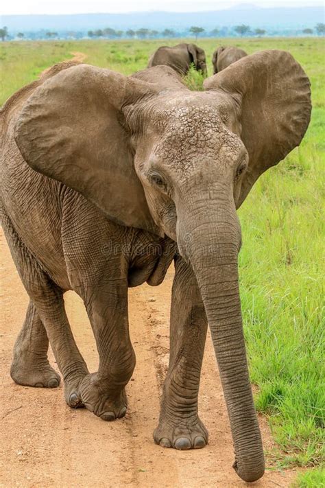 Wild African Elephants Eating Leaves Stock Photo - Image of landscape ...