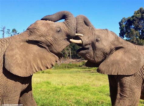 Elephant Encounters in Knysna Elephant Park, South Africa - Roam Far ...