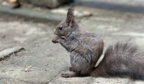 Squirrel Poop vs Rat Poop: What Does Squirrels Poop Look Like?