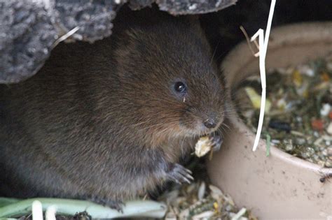 Water Vole | Wildwood Group