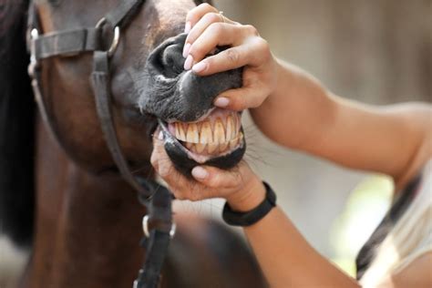 What You Need to Know About Horse Teeth - horses-arizona.com