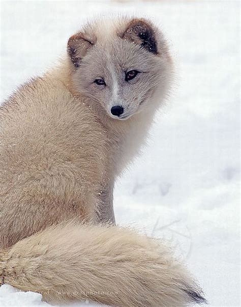 Animals World: wallpapers of animal white fox collections