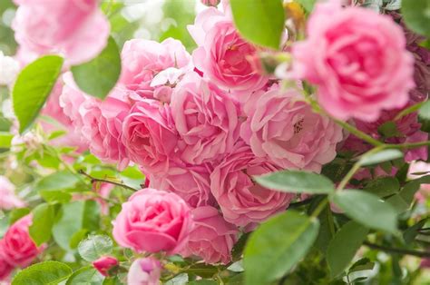 What Roses Grow In Zone 9 - Selecting Rose Bushes For Zone 9 Climates