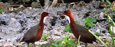 New research into flightlessness in the Aldabra rail indicates it could ...