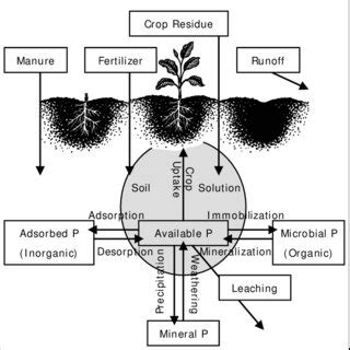 (PDF) Phosphorus basics - the phosphorus cycle