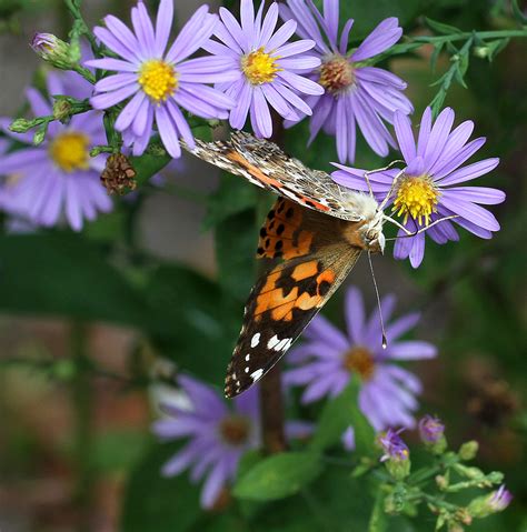 Asters: Beautiful Fall Color | N.C. Cooperative Extension