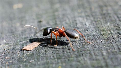 How To Prevent Carpenter Ants From Entering Your Home - Pest Control ...