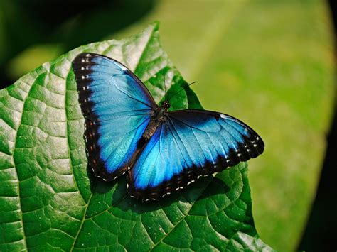 Top 10 Most Beautiful Colorful Butterflies Species