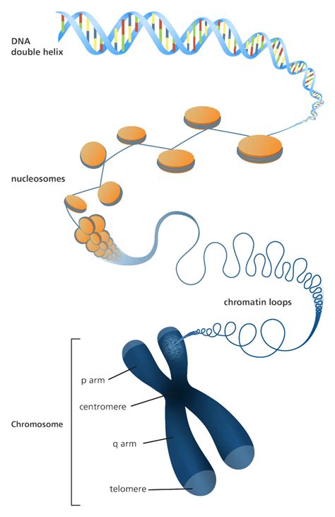 What Are Chromosomes Made of