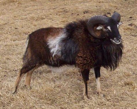 Soay Sheep | Barnyard animals, Wool animals, Scottish animals