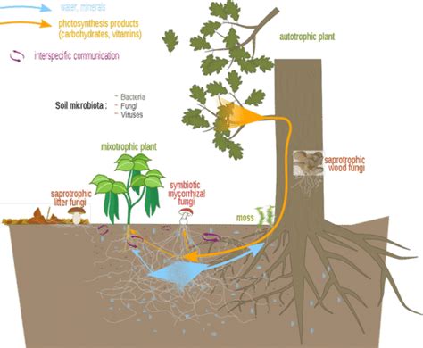 Mycorrhiza fungi and its importance in relation to climate change ...