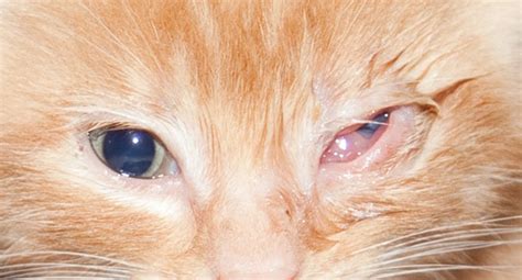 Cat Eye Infection Home Remedies, Causes, and Pictures | Dogs, Cats, Pets