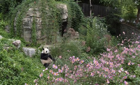 Giant panda | Smithsonian's National Zoo and Conservation Biology Institute