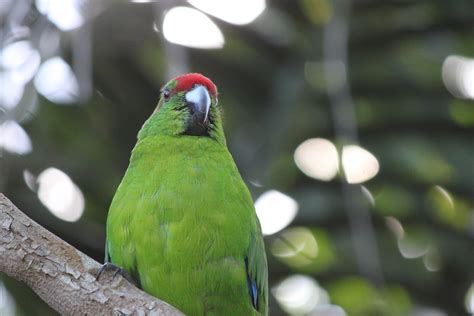 Island Rescue Mission To Save One Of The World's Rarest Birds From ...