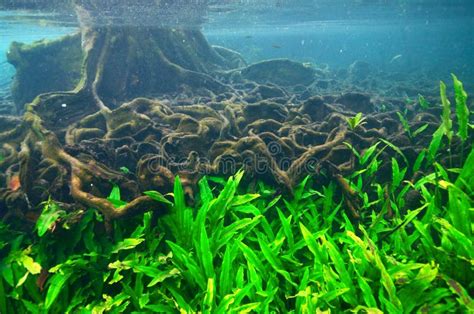 Below the Water of a Mangrove Tree with Roots in Thapom Lagoon, Stock ...