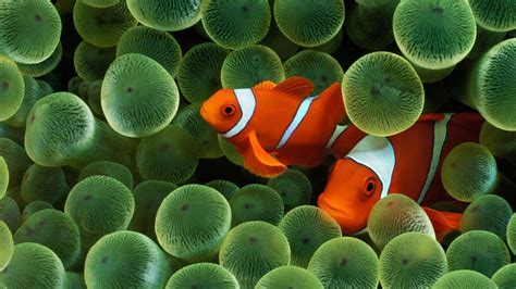 Clownfish Wallpapers - Wallpaper Cave