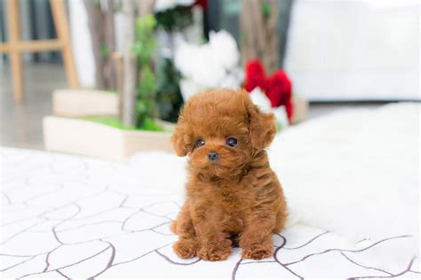 Chihuahua Teacup Poodle Mix - Pets Lovers