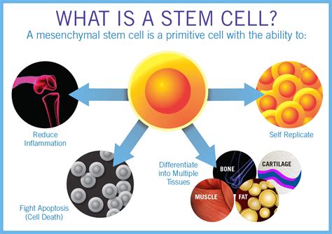 How Stem Cell Therapy Works