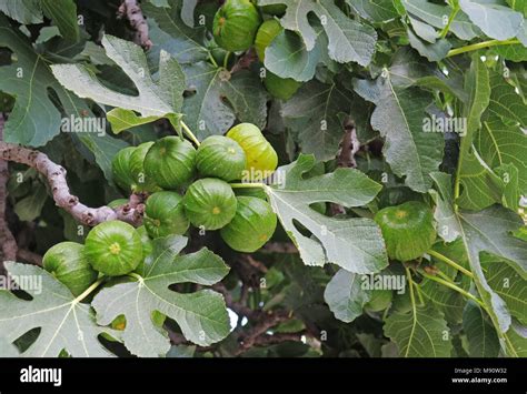 Ripening cluster of figs on fig tree and fig leaves Stock Photo - Alamy