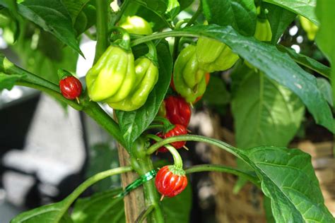 How to Grow Ghost Peppers