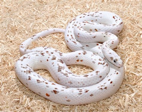 Corn Snake Morph Photos – South Mountain Reptiles