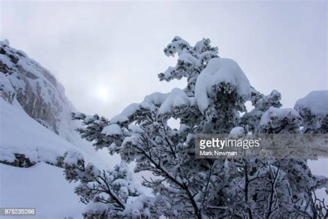 270 Mammoth Hot Springs Winter Stock Photos, High-Res Pictures, and ...