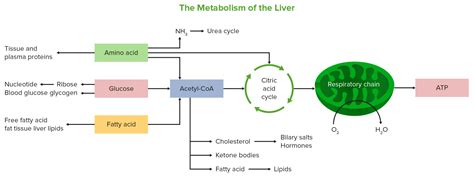 Liver: Anatomy | Concise Medical Knowledge