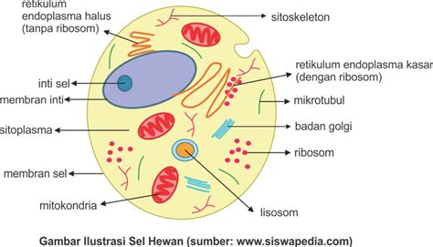 √ Perbedaan Sel Binatang Dan Sel Tumbuhan - blog ruangguru