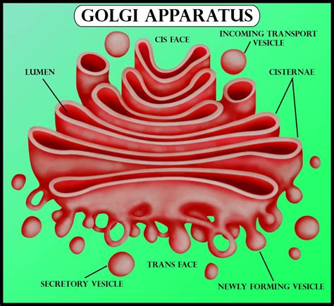 Golgi Apparatus