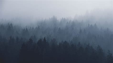 Misty Forest Wallpapers - 4k, HD Misty Forest Backgrounds on WallpaperBat