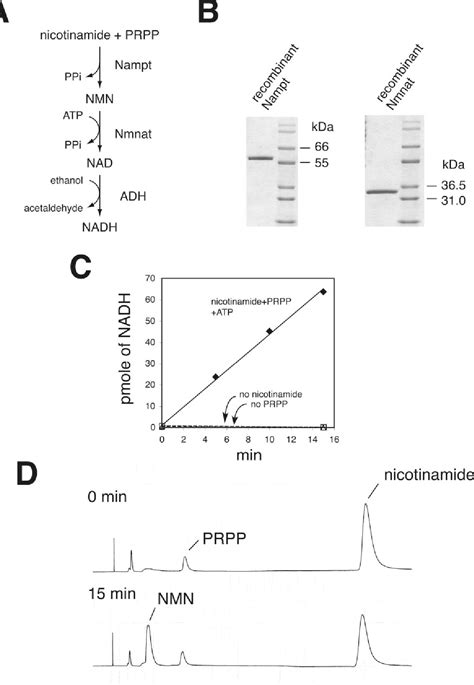 Figure 2 from The NAD Biosynthesis Pathway Mediated by Nicotinamide ...