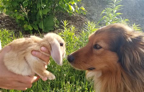 Can Dog and Bunny Be Friends? - Cairncrest Farm