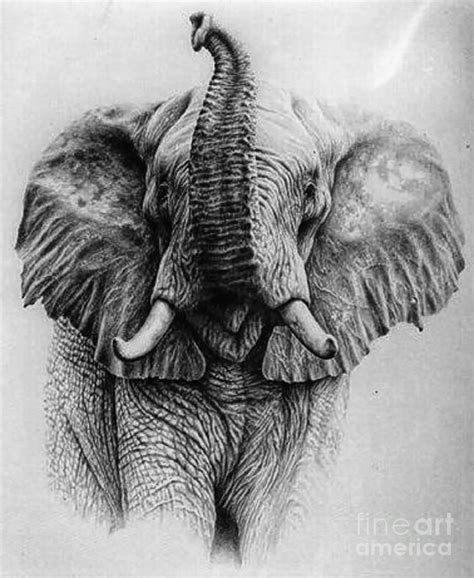 Elephant Digital Art - Trunk Up by Michael Knight | Elefanten skizze ...