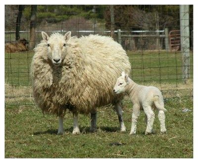 Cheviot Sheep | Oklahoma State University