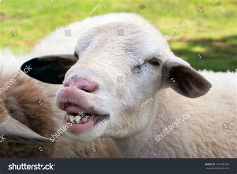 Funny Sheep Portrait Head Face Sheep Stock Photo 154748168 - Shutterstock