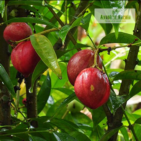 Buy Mahkota Dewa (Phaleria Macrocarpa) Plant | Kerala Nursery